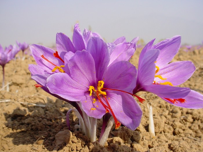 Zafferano dei Castelli Romani - Fiore