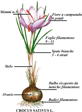 Zafferano dei Castelli Romani fiore in sezione